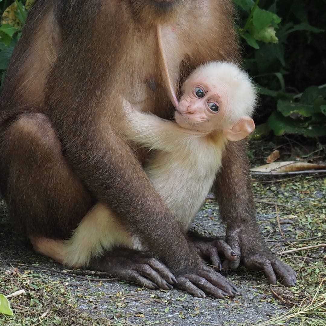 Affenbanden in den Naturreservaten von Thailand