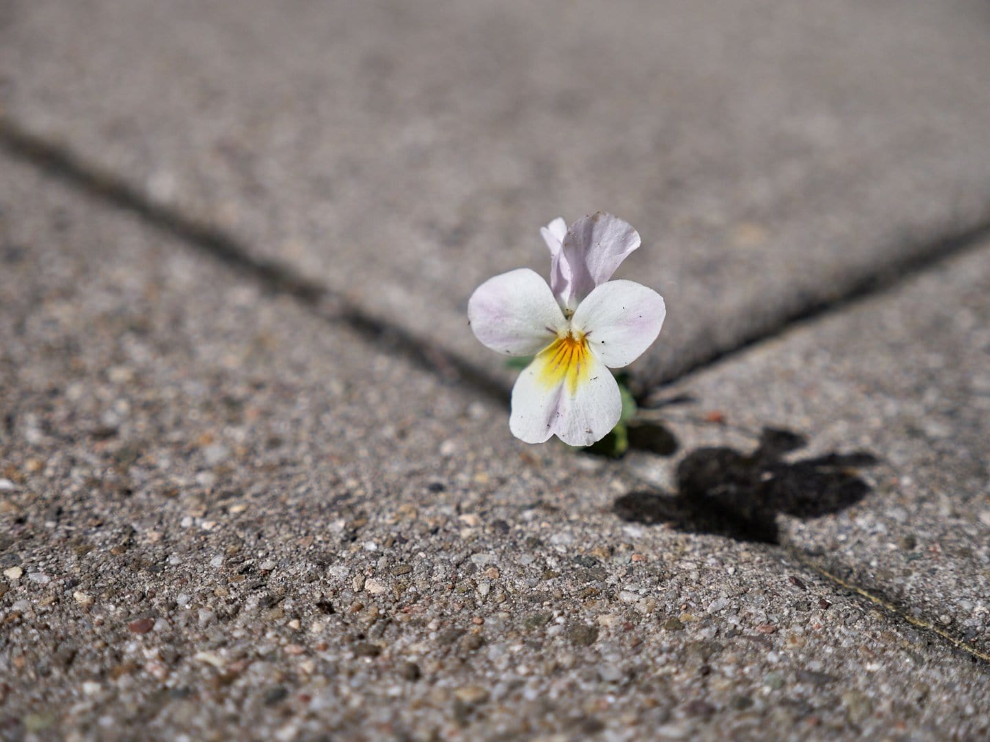 Das gehört hier nicht hin
