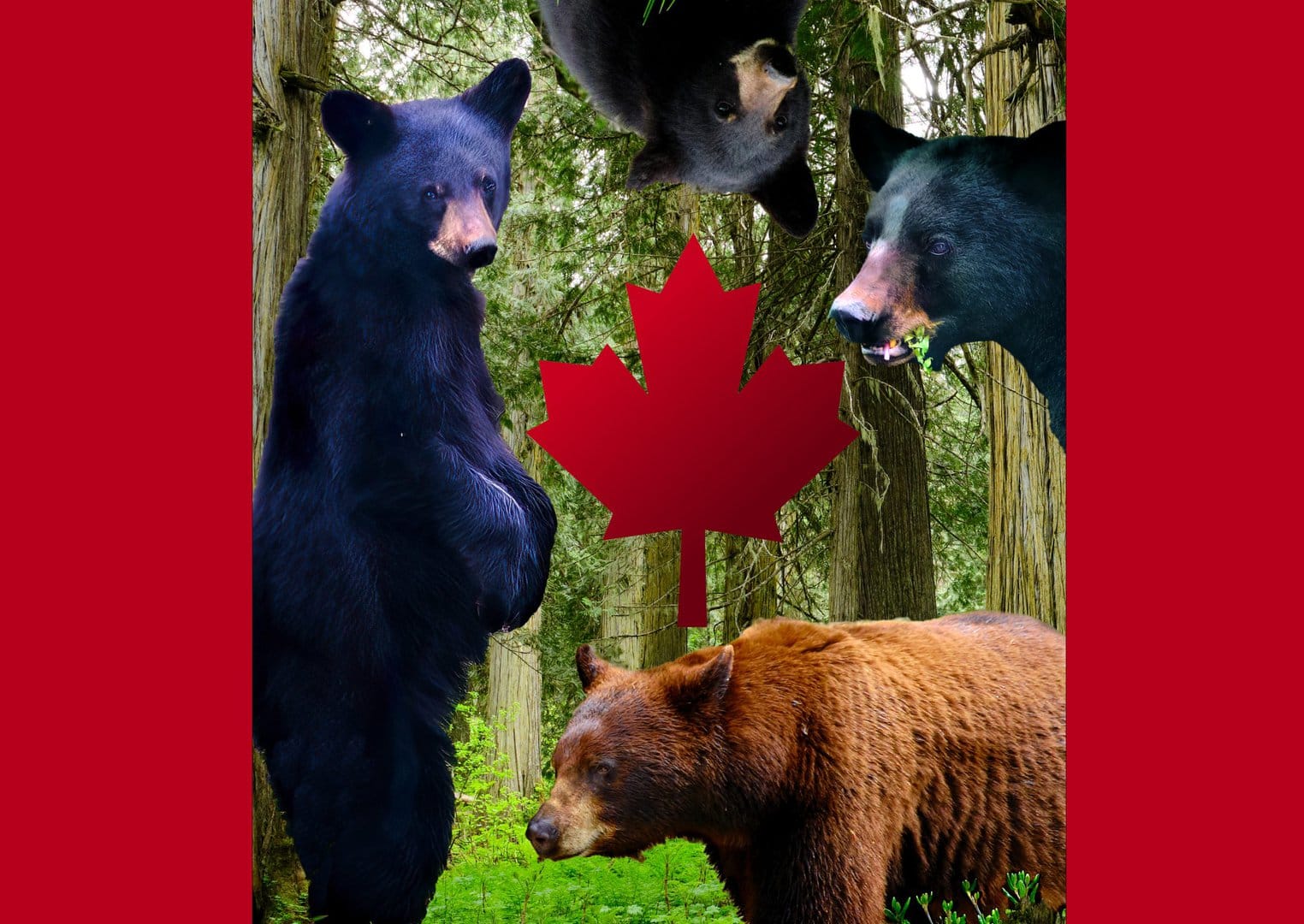 Bärenland Kanada