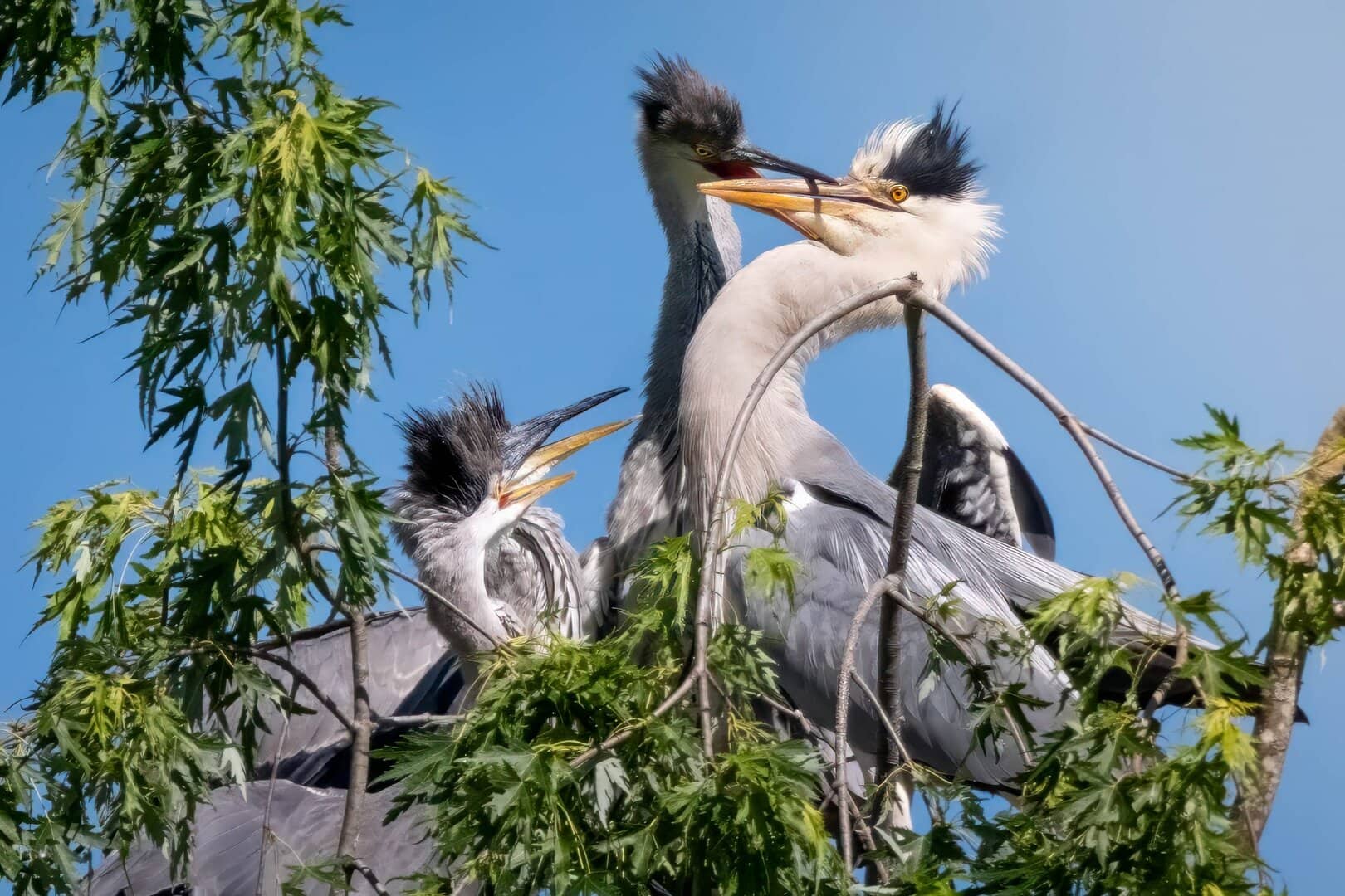 Wo bleibt denn da die „gute Kinderstube“?