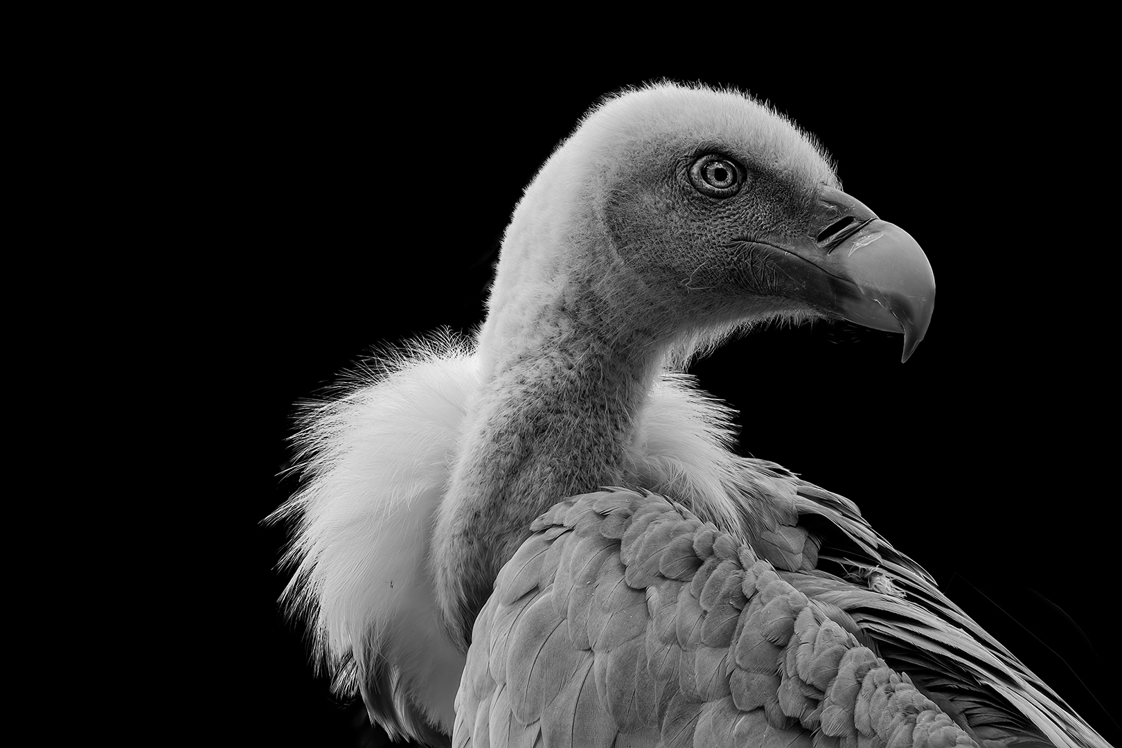 Kiwitt, Anna: Geier Jungvogel. Annahme