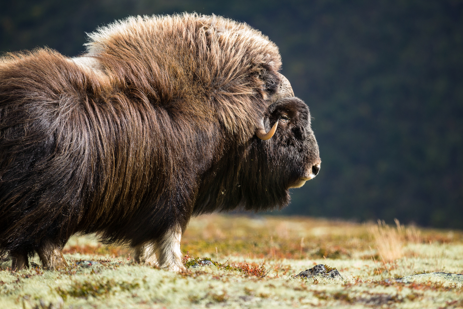 Hirning, Horst: Moschusochse. Annahme