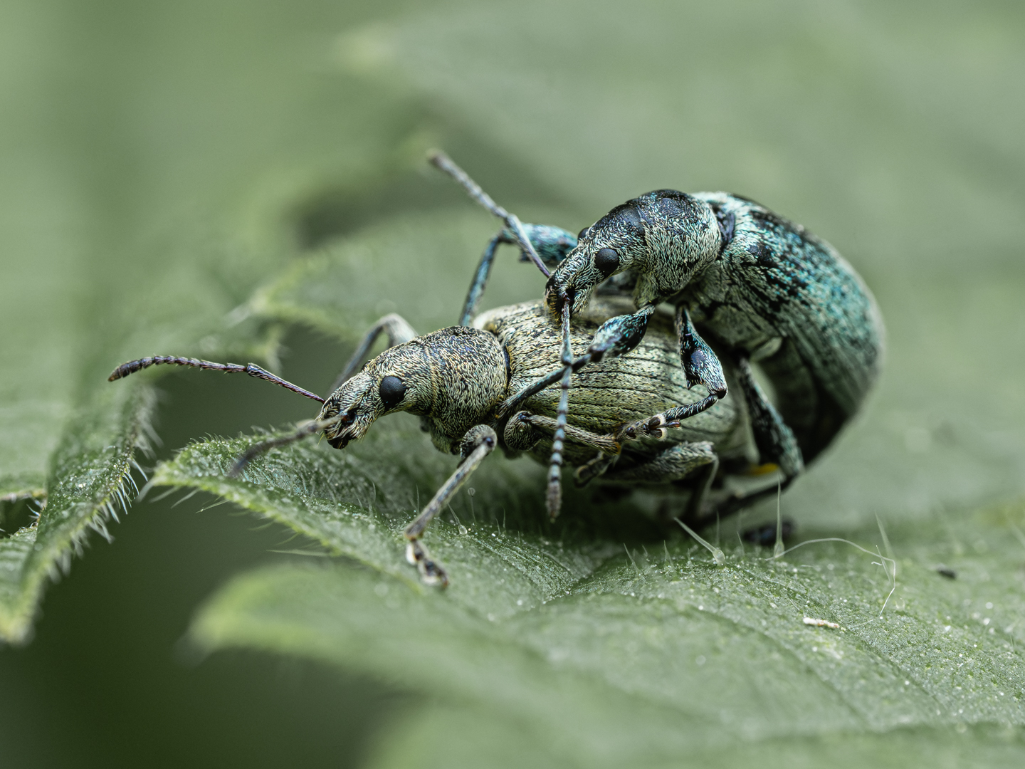 Hust, Martin: Rüsselkäfer. Annahme