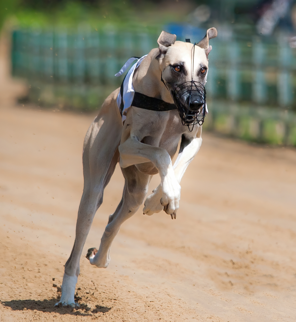 Broeker, Gerhard: Windhund. Annahme
