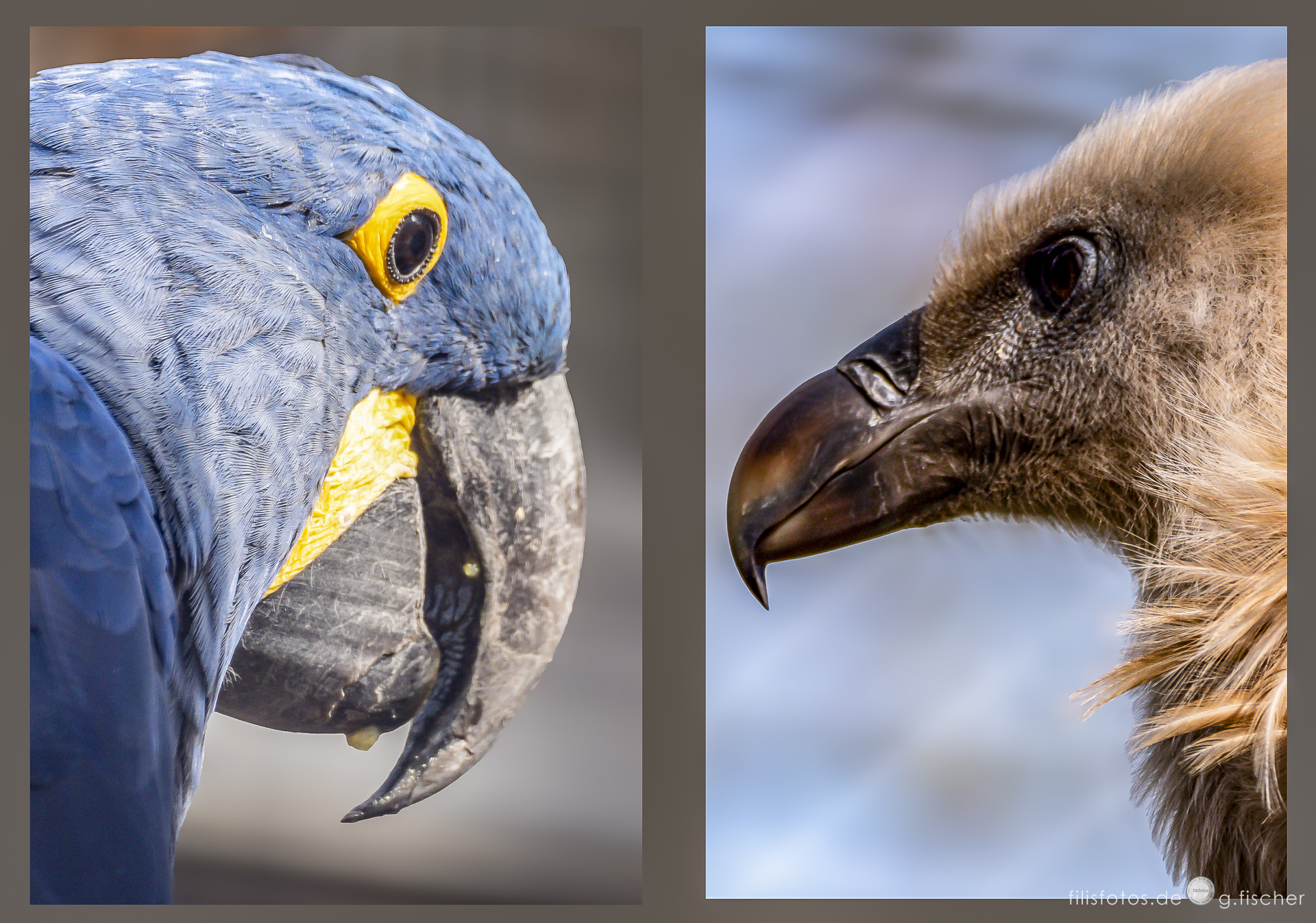 FaunA – FlorA – WilhelmA