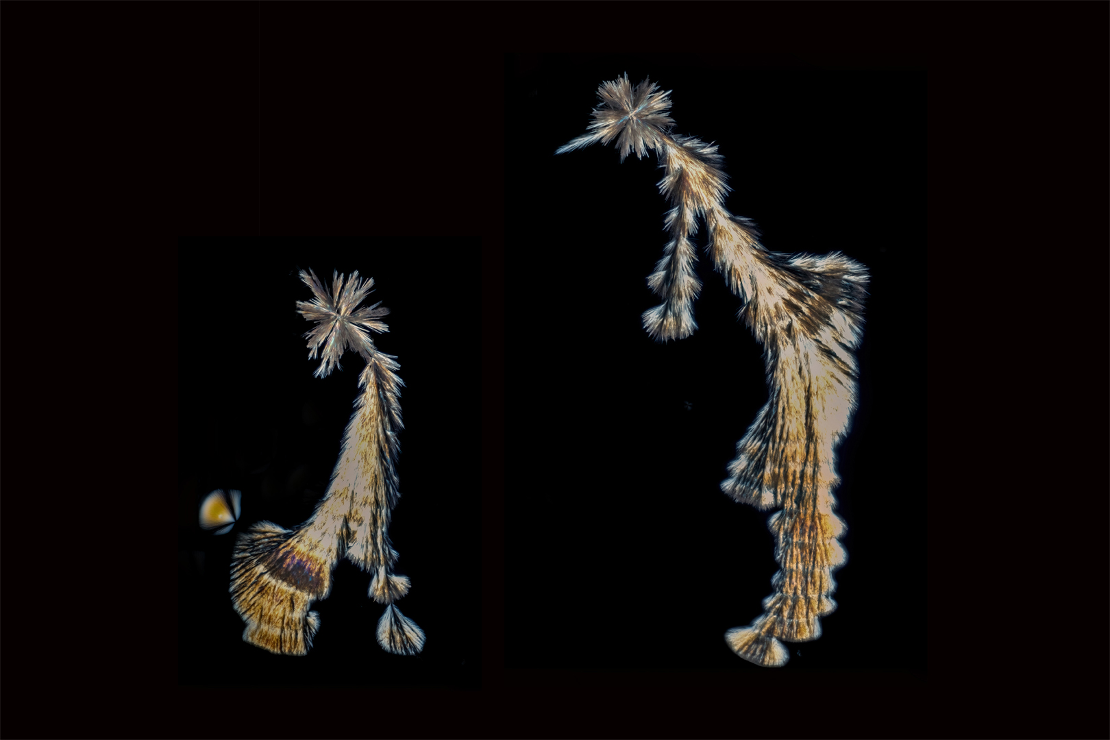 Erich Schlotterbeck. Kristallhund. Urkunde