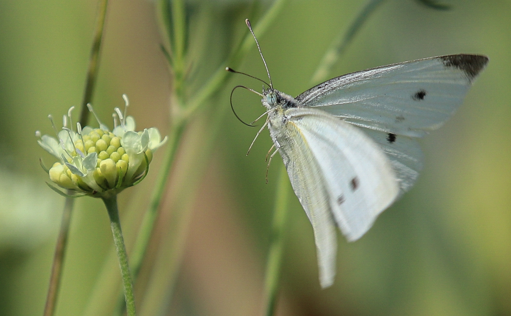 Eberhard Gruner. Anflug. Annahme