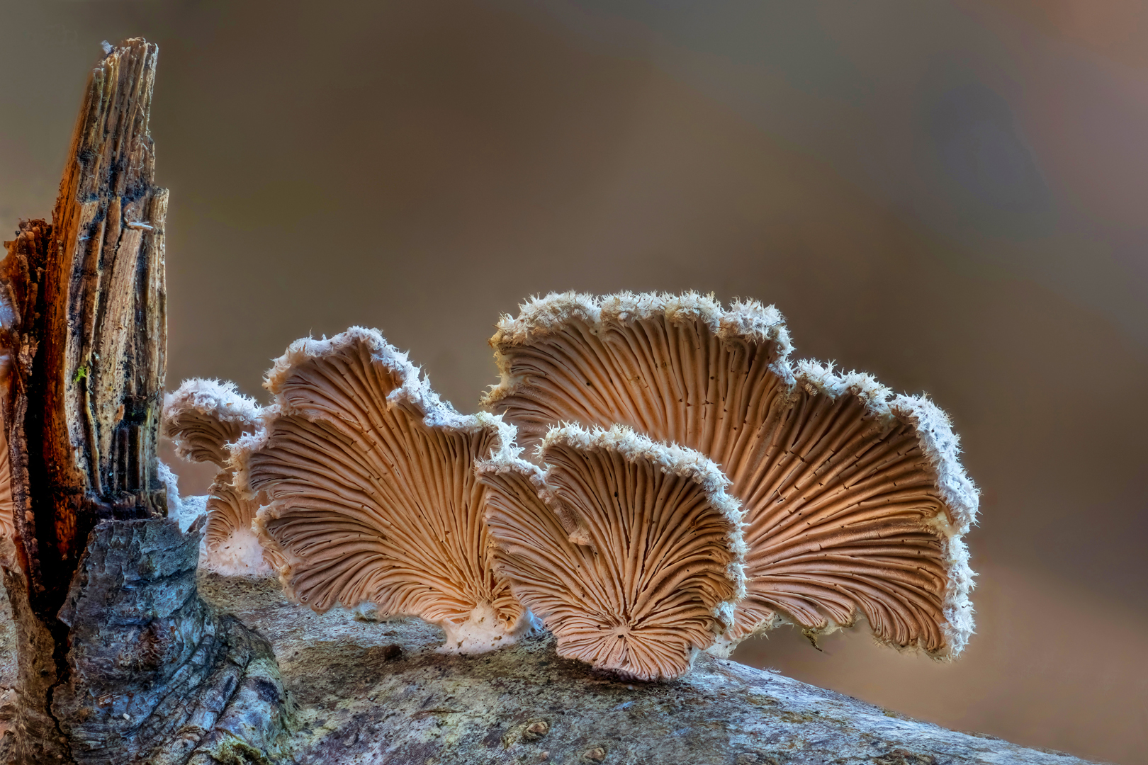 Erich Schlotterbeck. Spaltblättling. Annahme