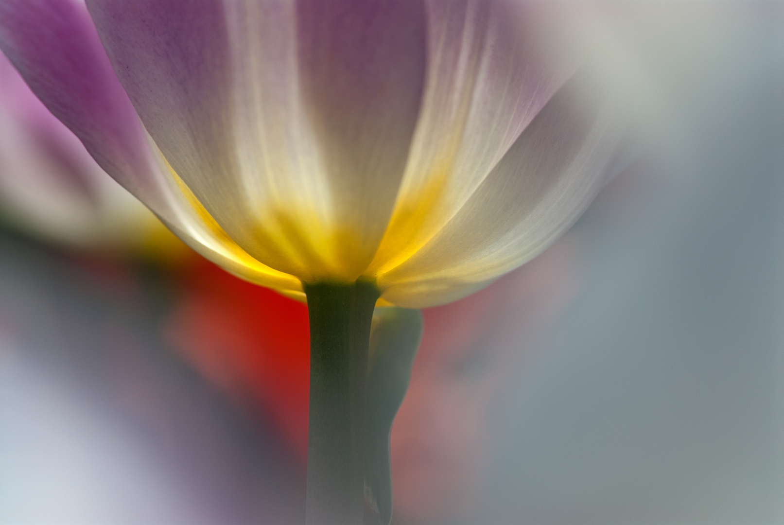 Roland Rieker: Tulpenzauber