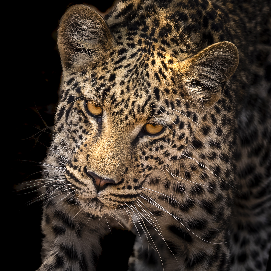 3 Monate alter Leopard