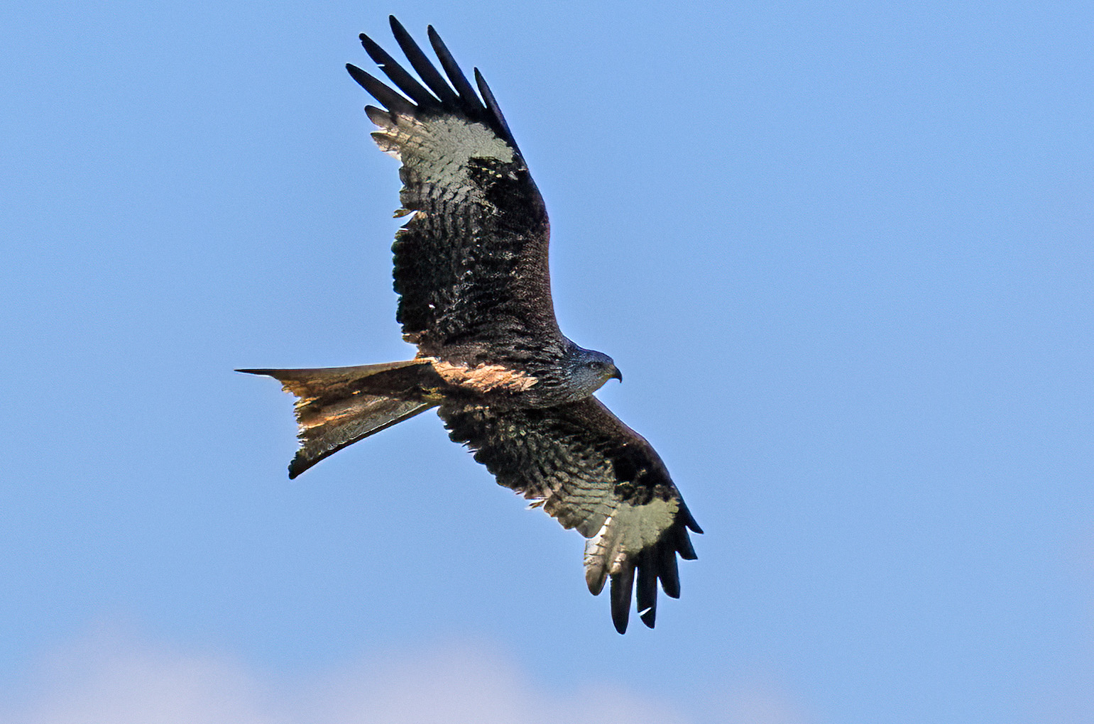 heimische Raubvögel